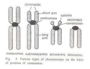 Calculation of genotypic frequencies 